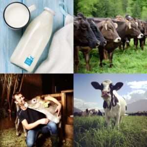NRIDA Dairy & Farming